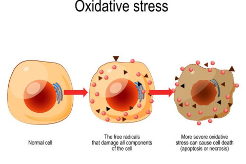 Oxidační stres oslabí tělo na buněčné úrovni. Jak vzniká a jak se bránit?